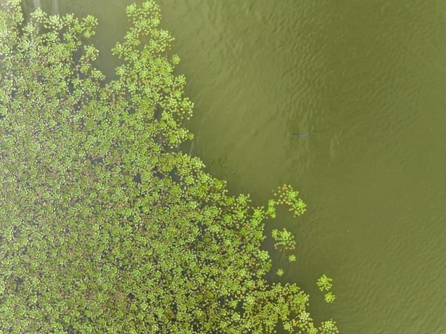 水生植物种子撒水里，沾水就能冒芽吗？