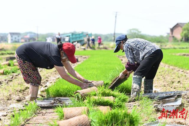 衡阳县完成早稻大田移栽32万亩   预计4月底前完成早稻种植任务