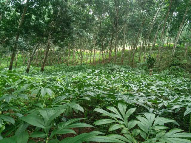 实用：珠芽魔芋叶面球茎丰产技术