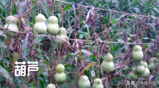 种植葫芦，种子发芽需要什么条件，你知道吗？