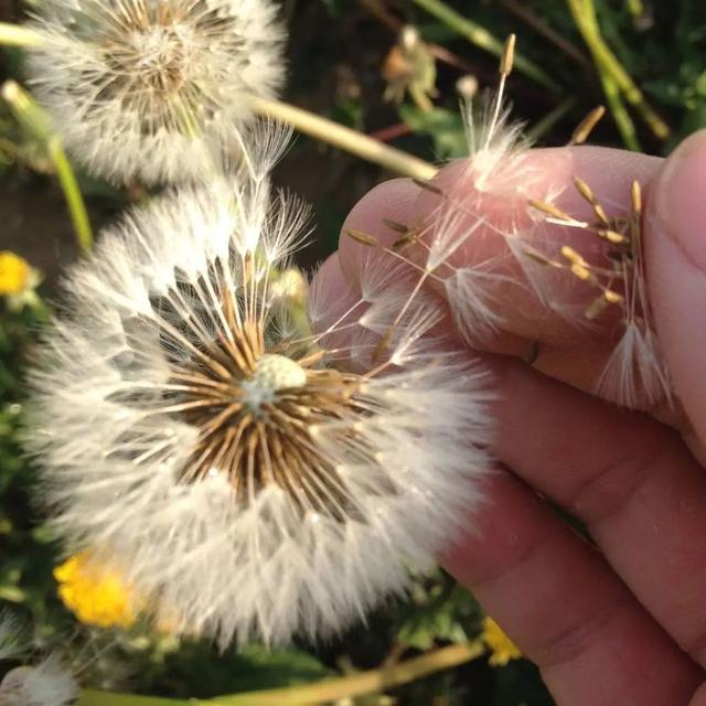 凭本事省钱：正确掌握花卉种子的贮藏方法，确保发芽率