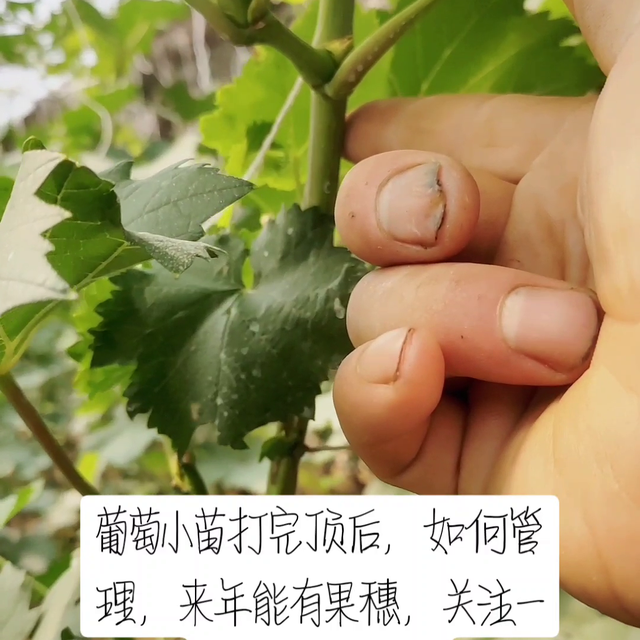 ，葡萄小苗如何管理来年有花穗，#了解种植技术点红心关注