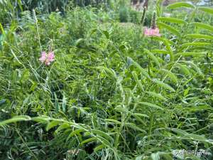 赤豆的种植(“牧草皇后”-红豆草，什么时候种植？和紫花苜蓿相比哪个更好？)