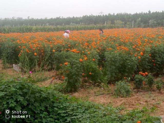 万寿菊种植管理技术