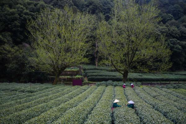 西湖龙井“明前茶”开采