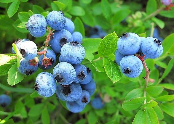 春选蓝莓知多少｜家庭蓝莓栽培品种选购推荐