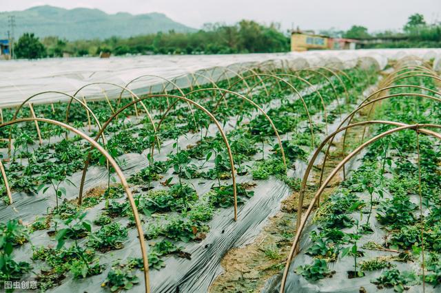 种植大棚草莓高产技术，病虫害防治综合技巧，有效提高果实率