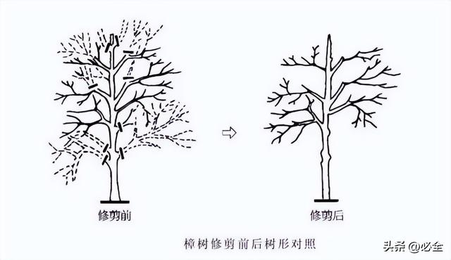 如何做好秋季苗木的养护管理？