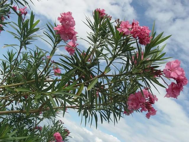 温柔恬静花朵繁茂的柳叶桃，夹竹桃这么养护，叶片翠绿情意浓