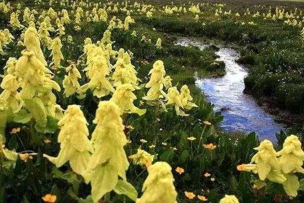 川藏线上碰到这种大白菜别乱摘，黄色宝塔珍贵稀少被当地奉为神灵