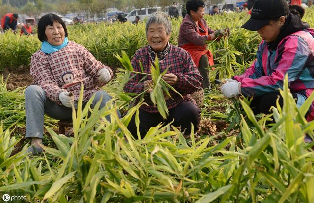 巧施肥，生姜秋季管理就得这么干！