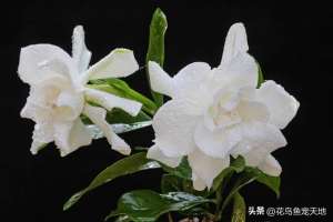 香花树种植(夏日绽放，盘点栀子花的20个栽植和养护技巧，让花香环绕你的夏季)