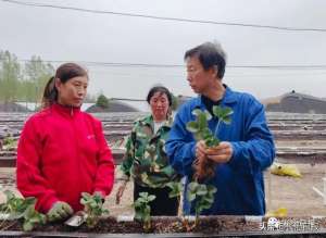 大鹏葡萄立体种植(【全面推进乡村振兴】小草莓“映红”产业致富路)