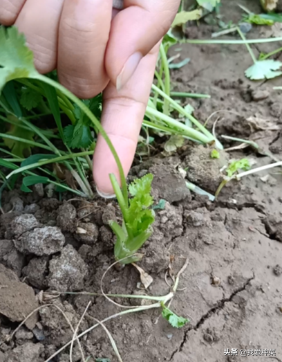 种香菜别再拔着吃了，这样做种一次能多收好几茬