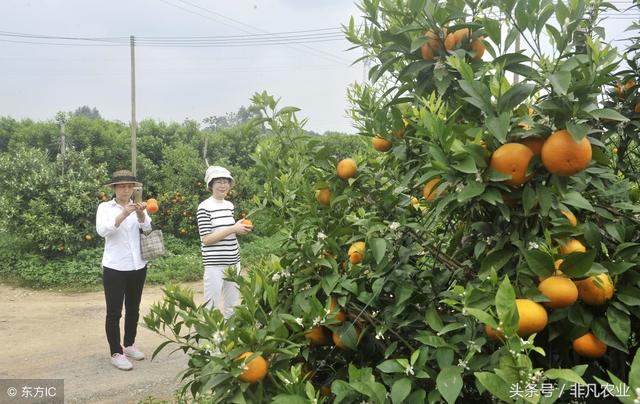 沃柑怎么种？农民都是这么管理的，橙子高产味特好，千万错过！