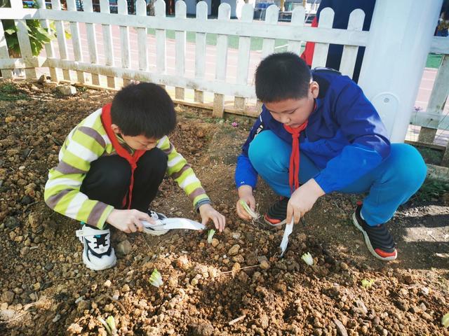 学童未解供耕织 也在校园学种瓜——这所小学的种植节活动亮了