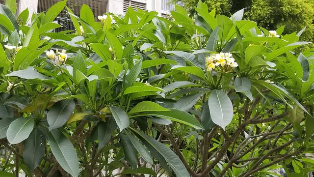 鸡蛋花是一种什么样的树种