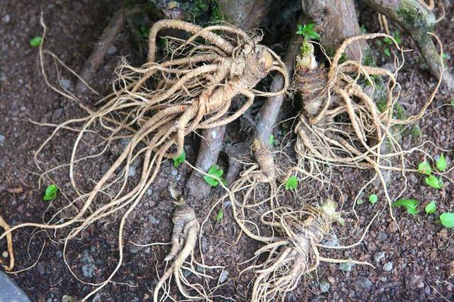 以前挖野草，“当归”都被连根挖起，其实作用，现在可要珍惜