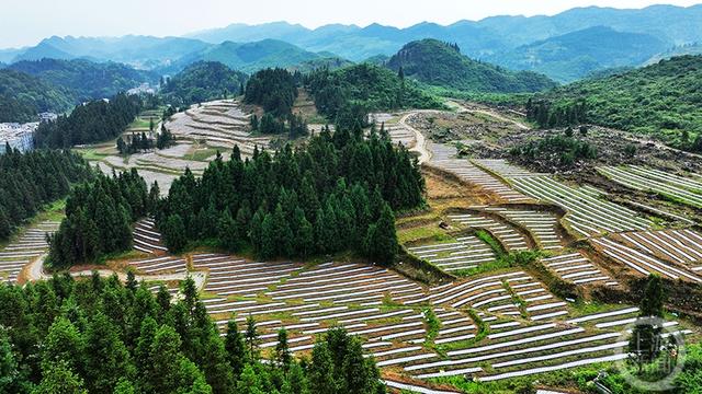 重庆酉阳：天冬种植托起群众增收致富梦