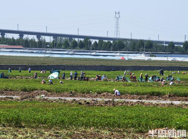 籽仁仅1克，选育10余年！一粒青岛花生的世界之行