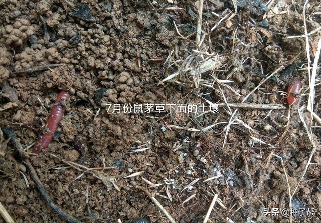 果园种鼠茅草，4-5年不用花钱除草，疏松土壤，投入低，效益高