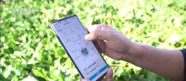一棵甜菜的“变”糖之链 “数字大田”助力“甜蜜”丰收