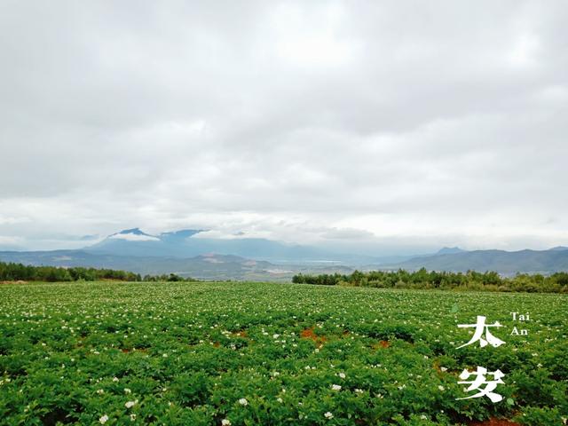 在丽江，夏天有一种美丽叫“太安洋芋花开”