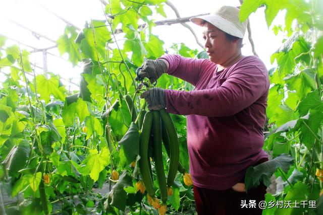 六月份种什么菜蔬菜最合适？这7种蔬菜，生长周期短产量高