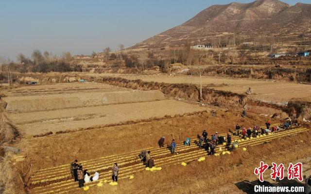 兰州农民在寒冬麦草下“掘金”古法种植韭黄留住乡愁