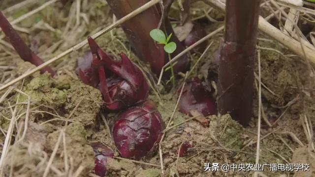 【农广天地】五彩旱藕粉 游鸡满天飞