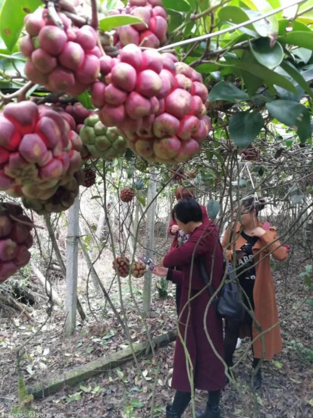 布福娜种植技术，黑老虎果园管理要求