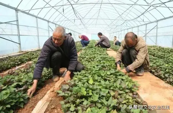 红薯怎样做好苗床管理？如何培育优质壮苗