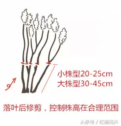 圆锥绣球养护全知道！低维护长开花，让美丽花园清凉一夏