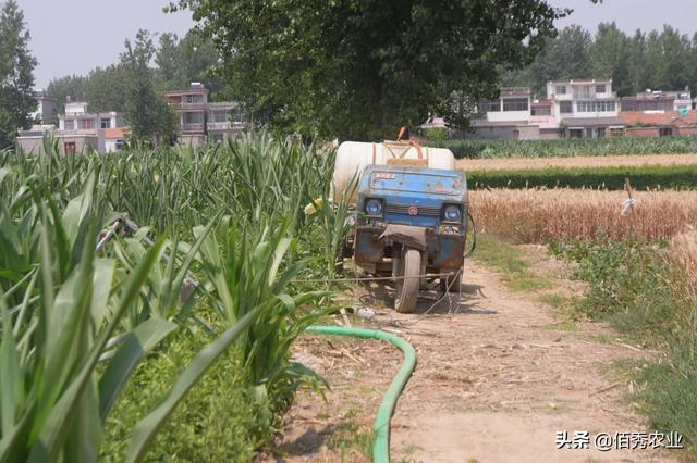 白术种植有3怕，遇到高温干旱天气，农民朋友如何正确浇水？