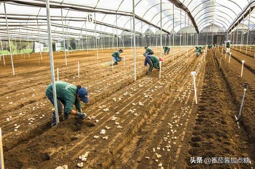 传统食用百合种植周期长产量低，改进八个细节，缩短周期提产量