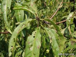 种植体 穿孔(桃树穿孔病危害大、防治难，夏季高温多雨易爆发，桃园要早防早治)