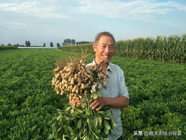 花生种植密度多大才能更高产？垄距、行距、株距多少比较合适？