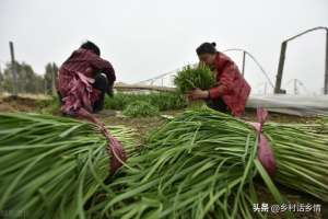 香葱头种植技术(韭菜、小葱这样种植和管理，叶子黑绿，越长越粗壮、越茂盛)