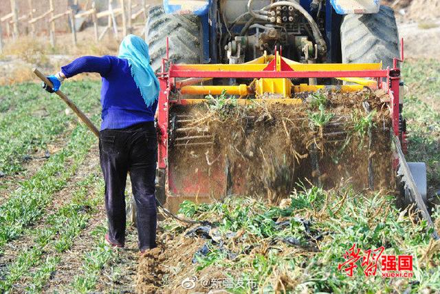 新疆哈密：5000余亩板蓝根丰收 订单种植拓宽增收路