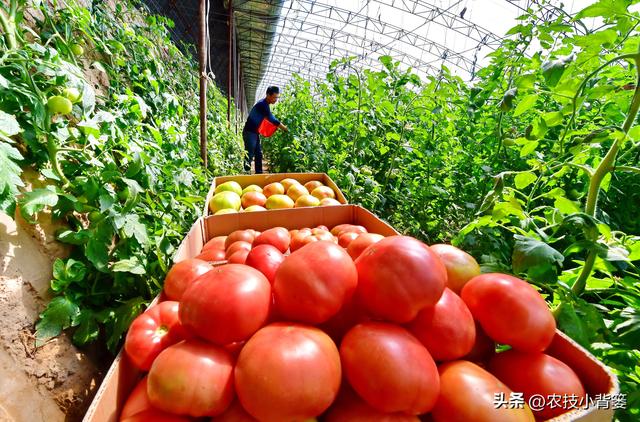 不花钱、不打药、绿色环保无公害，10个方法巧治植物病虫害