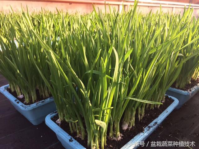 盆栽蔬菜基地大咖教你三步种植出一盆完美的盆栽蒜苗