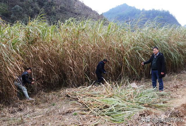 岑巩：种植金银草为农户带来“真金白银”