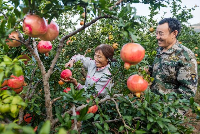 石榴树的种植技术要点，只需6步养护，就能收获又圆又大的果实