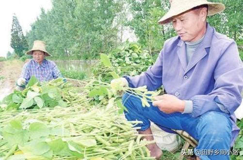 23亩毛豆挣了6万元，每亩地收入在3000元左右，怎么做到的