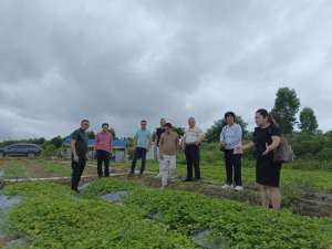 金钱草种植效益(金秀县罗香乡龙坪村赴茂名市电白区观珠商会学习“取经”)