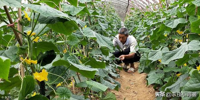 黄瓜种植，如何有效防治靶斑病、霜霉病、细菌性角斑病、炭疽病？