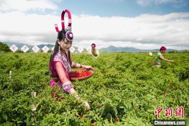 湖南汝城：小辣椒种出致富路，农旅结合孕育“采摘经济”