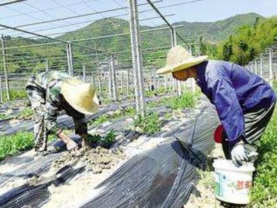 百香果种植技术与管理