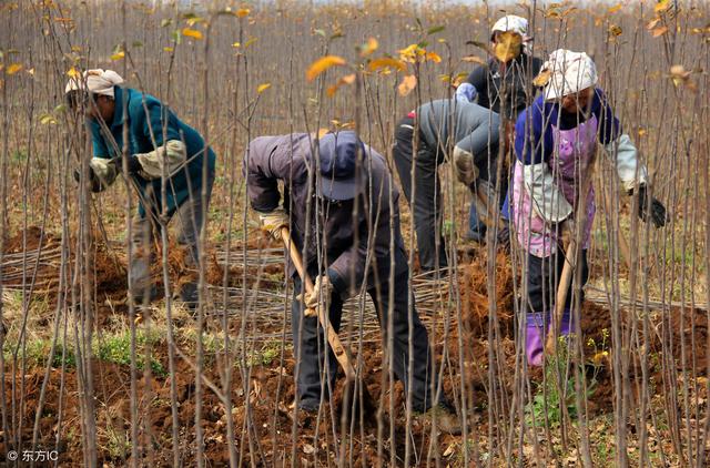 冬季，让闲置土地充分发挥最大潜能，农民教你如何大棚种植香椿