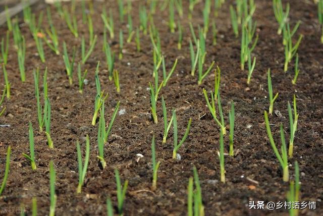 越冬前，种植的大蒜、菠菜、葱记得做好几点，要不冬天容易冻伤